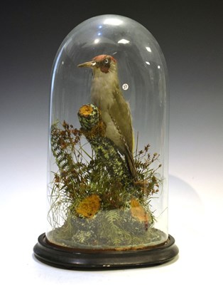 Lot 495 - Taxidermy - Woodpecker beneath glass dome