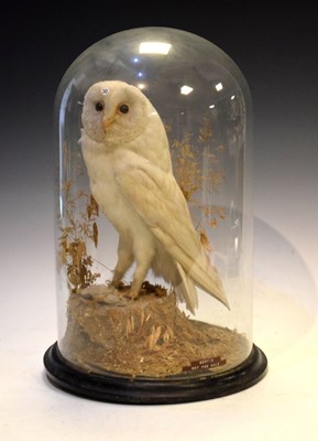 Lot 513 - Taxidermy - Barn owl beneath a glass dome
