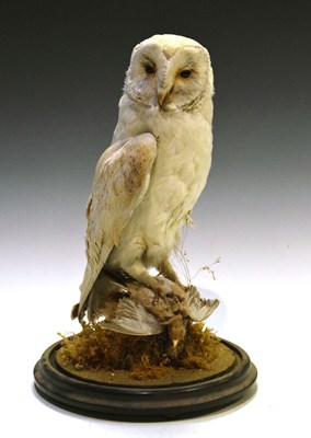 Lot 527 - Taxidermy - Barn owl under a glass dome