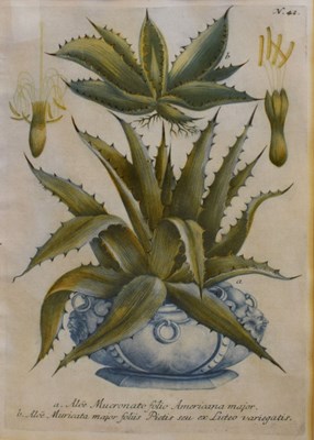 Lot 758 - Three 19th Century cactus book plates
