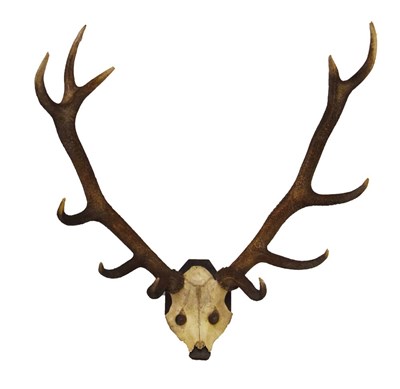 Lot 156 - Pair of eleven-point Red Stag antlers