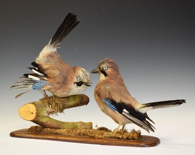 Lot 620 - Taxidermy - Two jays on wooden base