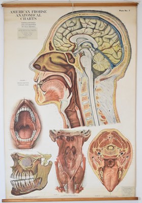Lot 225 - Adam Rouilly & Co Ltd - American Frohse Anatomical Chart