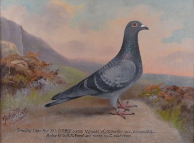 Lot 515 - Andrew Beer (1862-1954) - Oil on canvas - Study of Racing Pigeon