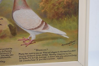 Lot 550 - Andrew Beer (1862-1954) - Oil on canvas - Triple pigeon portraits