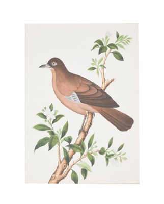 Lot 523 - Watercolour - Ornithological study of a Brown Jay
