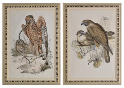 Lot 624 - Hullmandel after Gould & Richter - Two early Victorian hand-coloured engravings of Birds of Prey