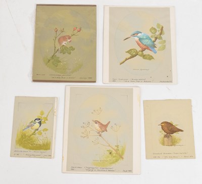Lot 526 - David Andrews - Sixteen unframed watercolours - British birds and mammals