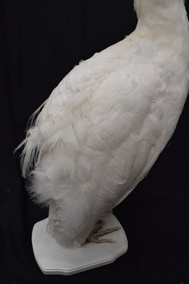 Lot 394 - Taxidermy:  White (Leucistic) peacock