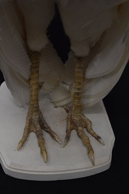Lot 394 - Taxidermy:  White (Leucistic) peacock