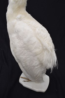 Lot 394 - Taxidermy:  White (Leucistic) peacock