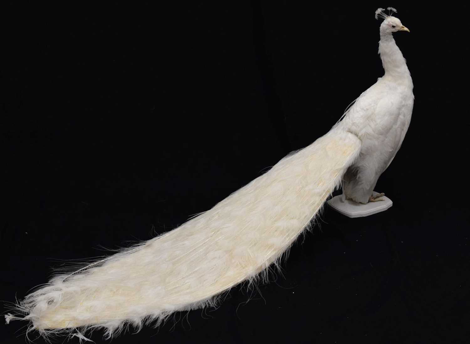 Lot 394 - Taxidermy:  White (Leucistic) peacock
