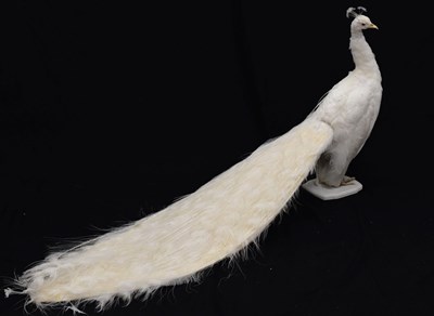 Lot 394 - Taxidermy:  White (Leucistic) peacock