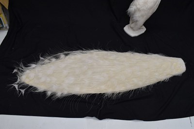 Lot 394 - Taxidermy:  White (Leucistic) peacock