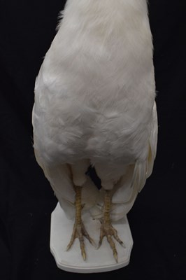 Lot 394 - Taxidermy:  White (Leucistic) peacock