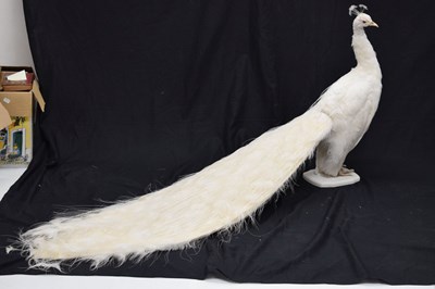 Lot 394 - Taxidermy:  White (Leucistic) peacock