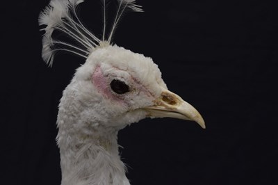 Lot 394 - Taxidermy:  White (Leucistic) peacock