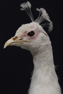 Lot 394 - Taxidermy:  White (Leucistic) peacock