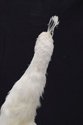 Lot 394 - Taxidermy:  White (Leucistic) peacock