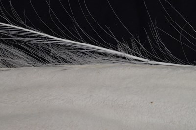 Lot 394 - Taxidermy:  White (Leucistic) peacock