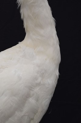 Lot 394 - Taxidermy:  White (Leucistic) peacock