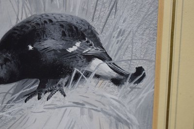 Lot 320 - Archibald Thorburn (1860-1935)  - ‘Male Black Grouse’