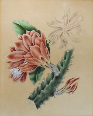 Lot 508 - 19th Century botanical study - Flowering Cactus