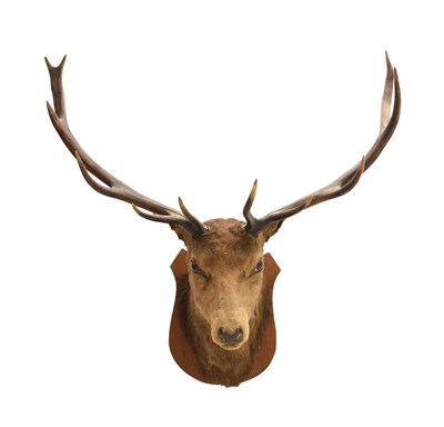 Lot 234 - Taxidermy - Mounted Red Deer stag's head with eleven-point antlers