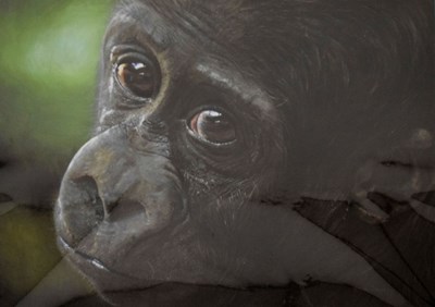Lot 706 - Annie Drew - Limited edition signed photographic print - baby Gorilla