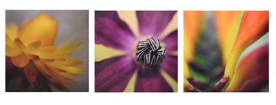 Lot 804 - Adam Clutterbuck - Group of three flowers