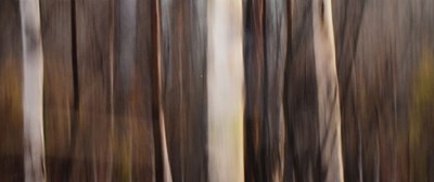 Lot 747 - Adam Clutterbuck - Silver Birch