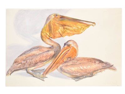 Lot 393 - Angela Gladwell (English, 20th century) - Watercolour - 'The Pelicans'