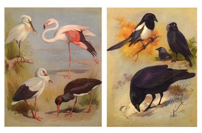Lot 696 - Quantity of Thorburns prints