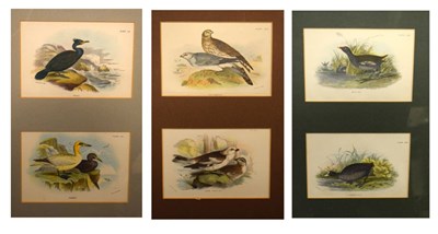 Lot 693 - Quantity of framed bookplates relating to birds