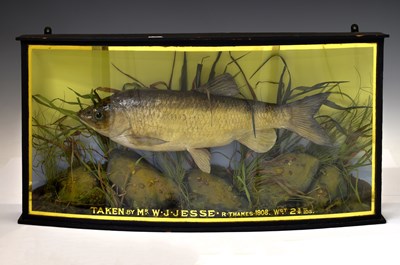 Lot 188 - Taxidermy - Edwardian cased chub (Squalius cephalus)