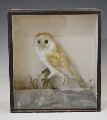 Lot 500 - Taxidermy - Early 20th century preserved barn owl (Tyto alba)