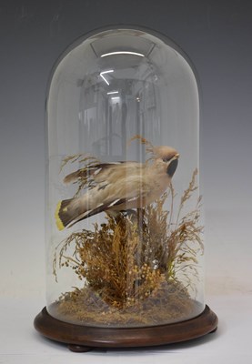 Lot 498 - Attributed to Thomas Gunn of Norwich - Taxidermy waxwing