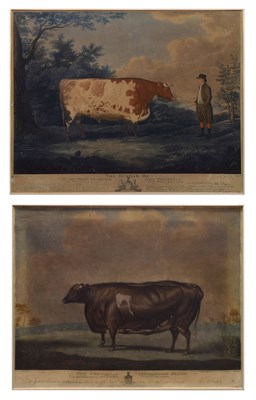 Lot 261 - Two 19th century colour engravings - The Durham Ox and The Unrivalled Lincolnshire Heifer