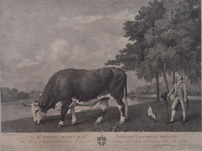 Lot 260 - George Townly Stubbs, (British, 1756-1815) - Engraving - The Lincolnshire Ox