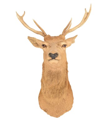 Lot 499 - Taxidermy - Large stag head with nine-point antlers