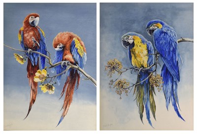 Lot 351 - Stuart Maxwell Armfield (British, 1916-2000) - Two watercolour studies of Macaws
