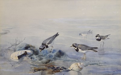 Lot 305 - Frank Southgate, RBA (British, 1872-1916) - Watercolour - Plovers