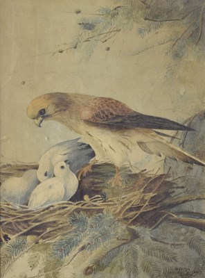 Lot 689 - George Edward Lodge (British, 1860-1954) - Watercolour - Eagle with chicks in a nest