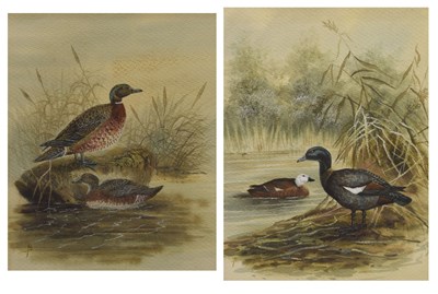 Lot 632 - Early 20th century English school - Two watercolour studies of ducks