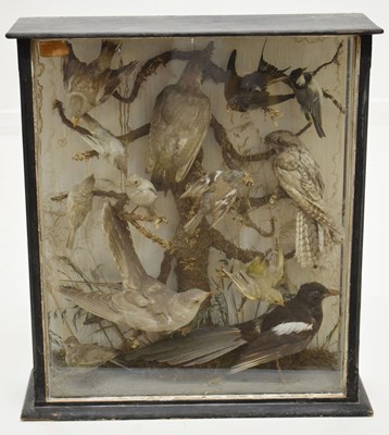 Lot 306 - Taxidermy - Late Victorian cased set of preserved birds