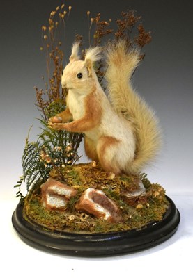 Lot 583 - Taxidermy red squirrel