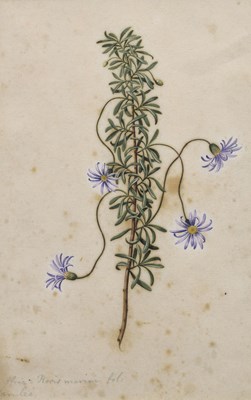 Lot 389 - Dutch School, circa 1730 - Watercolour and bodycolour - Flower Study