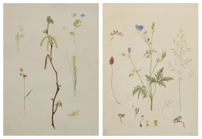 Lot 401 - 'E.M.S.-H.' (English School, circa 1900) - Watercolour - Botanical studies, Sedburgh and West Heathly