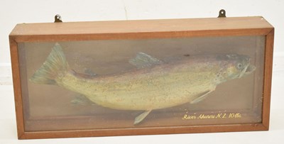 Lot 461 - Early 20th century taxidermy rainbow trout