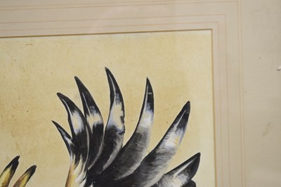 Lot 422 - Attributed to Edwin Penny (British, 1930-2016) - Watercolour - Hoopoe